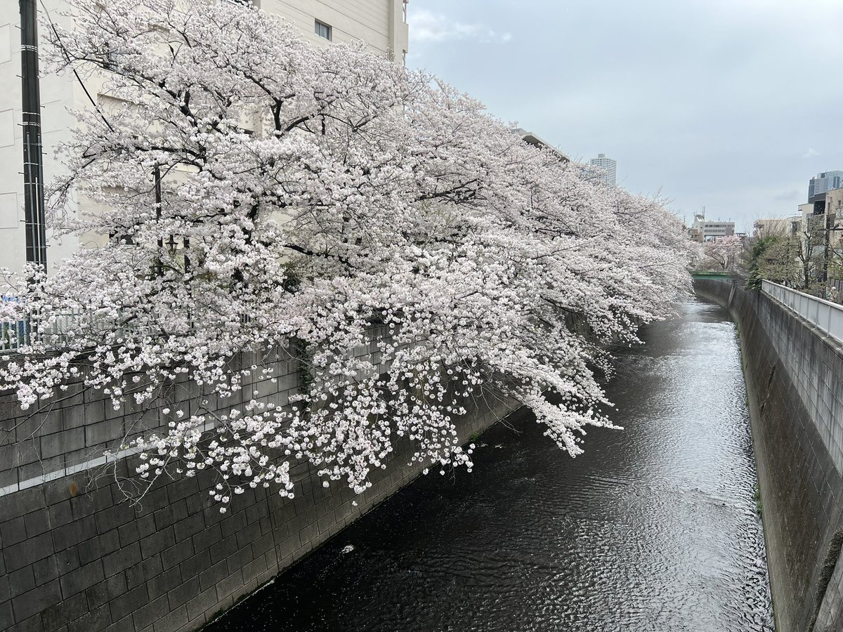 「本日午後サクッと近所の神田川にお花見。ついでに川沿いのレトロな住宅鑑賞。途中で雨」|きたがわ翔のイラスト