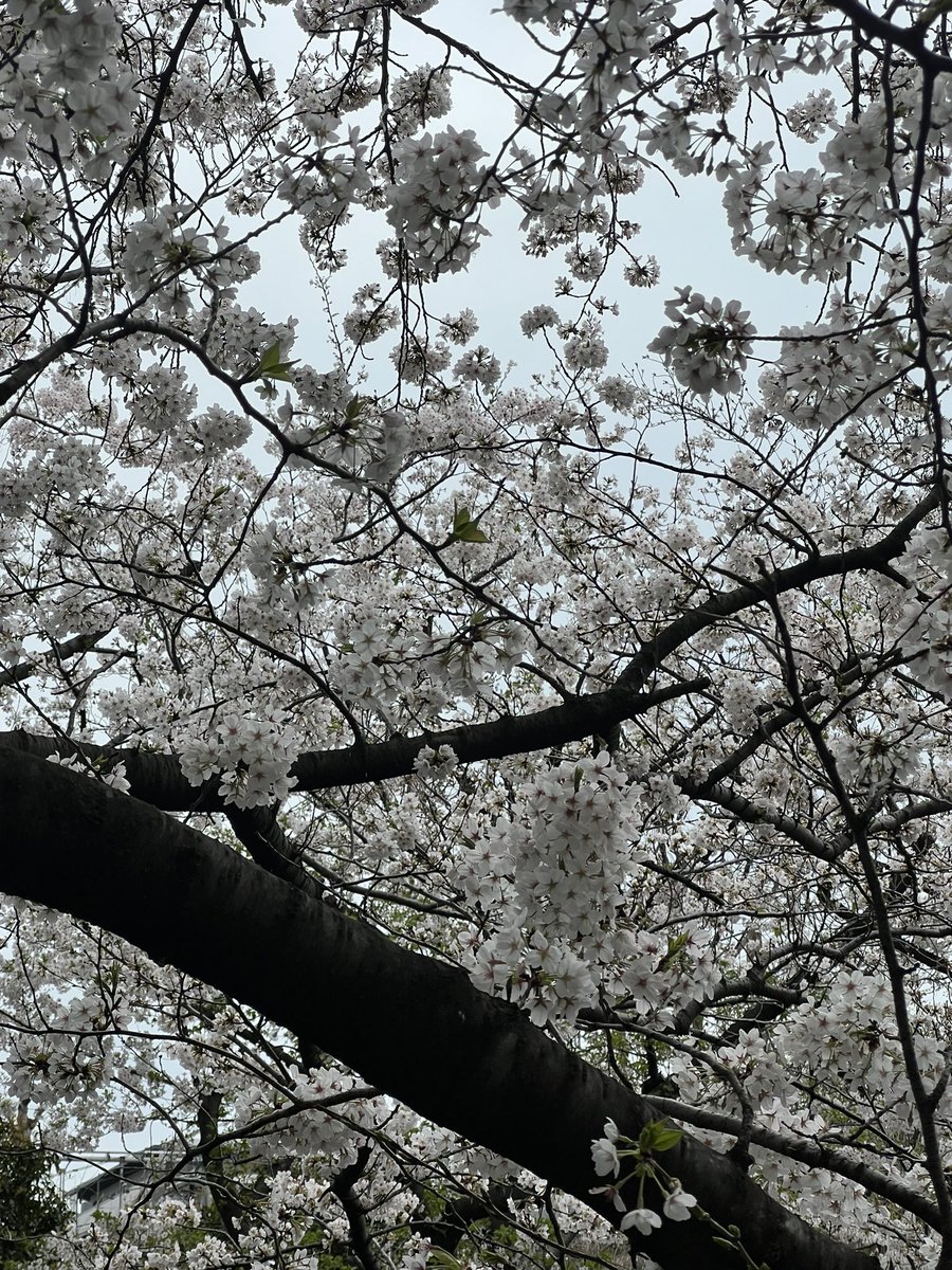 「本日午後サクッと近所の神田川にお花見。ついでに川沿いのレトロな住宅鑑賞。途中で雨」|きたがわ翔のイラスト