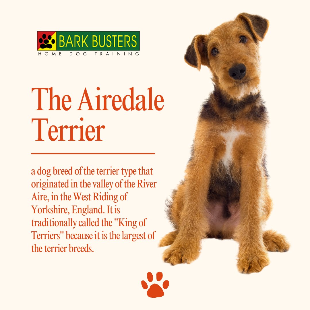 Meet the Airedale Terrier, tracing its roots to Yorkshire, England. With its robust size and noble presence, it rightfully earns the title 'King of Terriers'.
.
#stephaniecurtis #dogtraining #puppytraining #valleydogtraining #inhomebehavioraltraining #caninecommunication