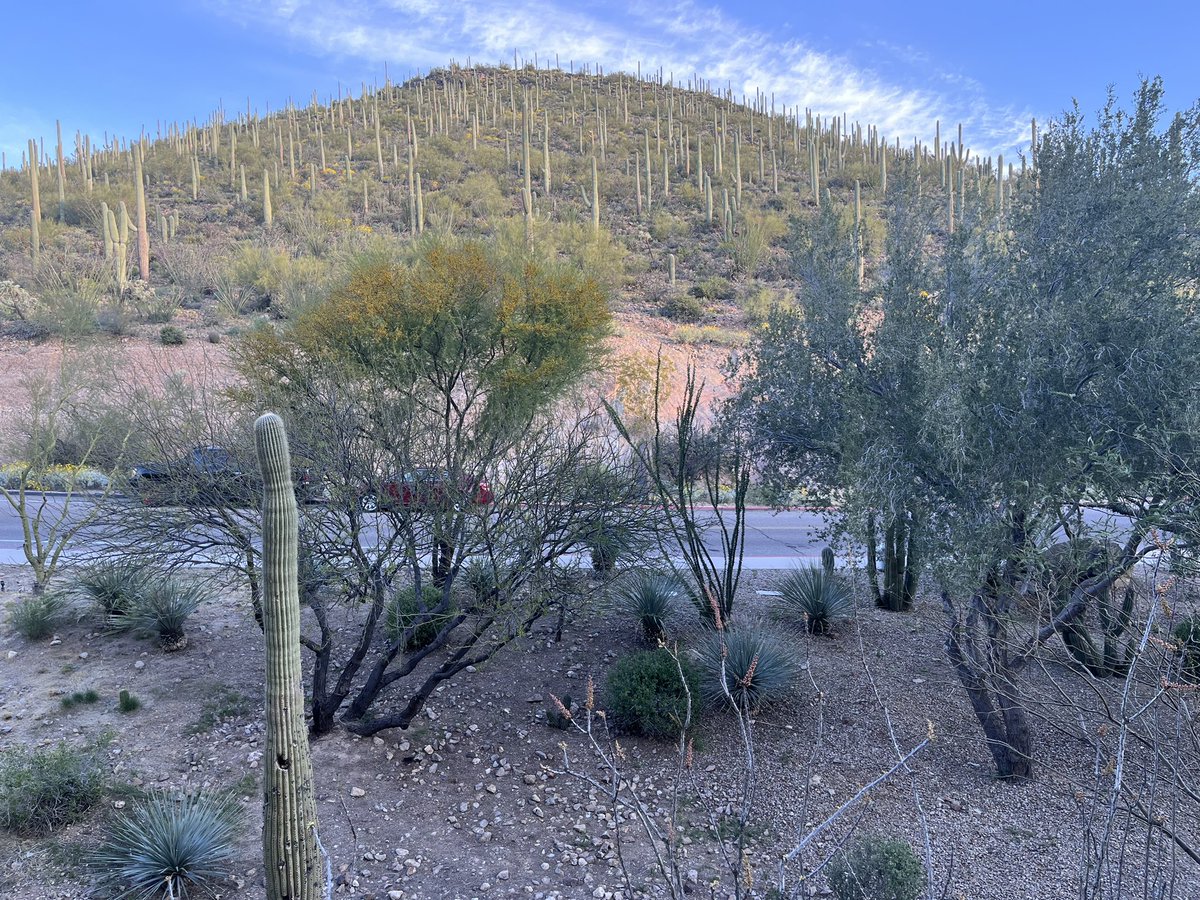MikeLebron20's tweet photo. Cactus in Arizona looks like churros and now I want churros 🤦🏻‍♂️ #food #iseefoodeverywhere https://t.co/Tv62zsJsvi