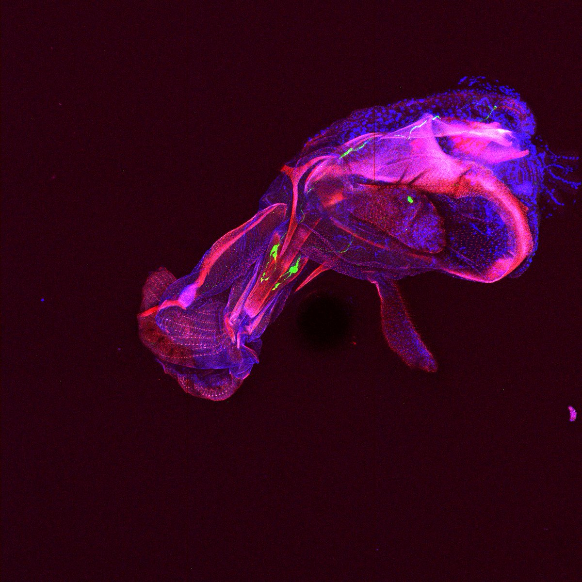 This #MicroscopyMonday shows the mouth of a fruit fly (proboscis) and two pairs of sweet-sensing neurons (in green). @Cheliuzz (Si lab) #microscopy #drosophila