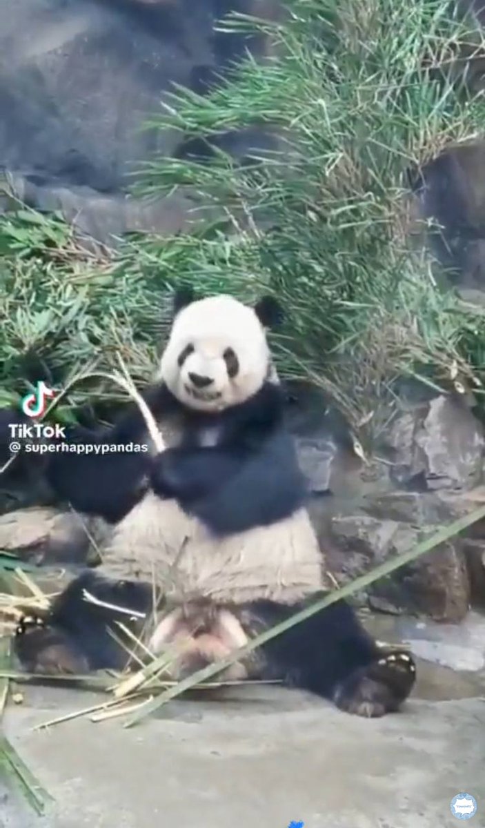 convomfs's tweet photo. 🤍 drtd lewat cerita panda sedih terus, jd kalian harus liat ini plss.
Jadi pengasuhnya bakal matahin bambu buat dia makan, trs dia kira kalo matahin bambu harus liatin gigi, karna manusia kalo matahin bambu pake tangan kan susah, pdhl buat panda gampang 😭😭 https://t.co/S3zWp9ucur