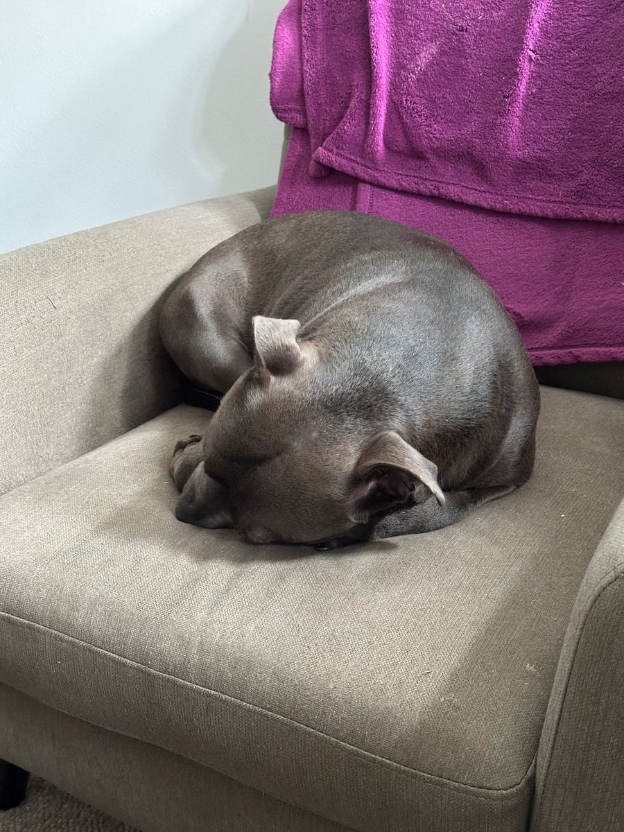 Jealous of the pup. Top class snoozing this afternoon.