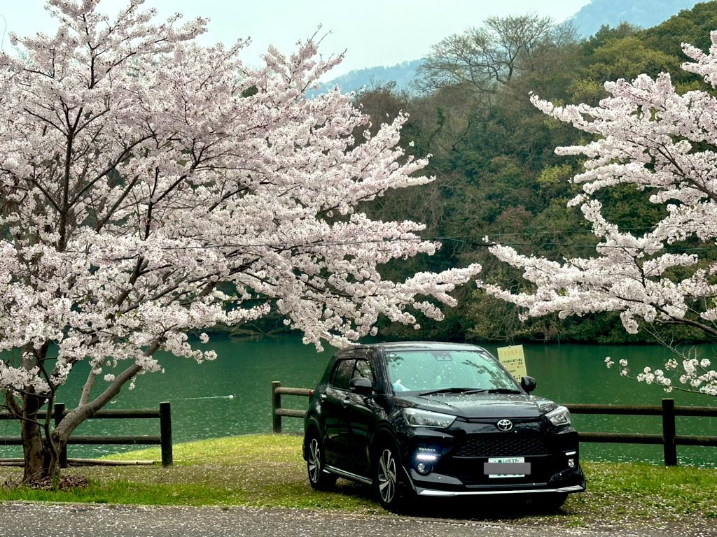 chim55_k's tweet photo. 桜🌸*･綺麗でしたな(*´▽｀*)
雨で散ってたからライズさんに桜めっちゃ乗ってた☺️ https://t.co/GugmOtrKJG