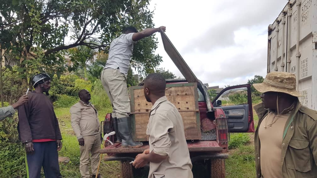 A Puff adder, known as magondogondo- a highly venomous viper species was found at a construction site in Lubowa this afternoon. @UWEC_EntebbeZoo rescuers believe it needed shelter. During rainy seasons,snakes seek shelter at housing areas near their habitat to keep dry.