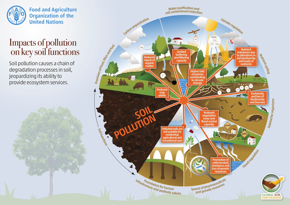 How does pollution impact key soil functions?❓⚠️ #SoilHealth Take a look at the processes that are most affected by #SoilPollution 👇 📚 Read more in the 'Global Assessment of Soil Pollution report':
🌱 Main Report: fao.org/documents/card…
🌱 Summary:
fao.org/documents/card…