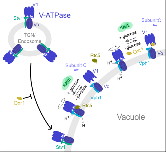 TLDc-domain proteins Rtc5 and Oxr1 regulate assembly and subcellular localization of the yeast V-ATPase
@AyelenGonzalezM and coworkers
#RefereedPreprint c/o @ReviewCommons
embopress.org/doi/full/10.10…