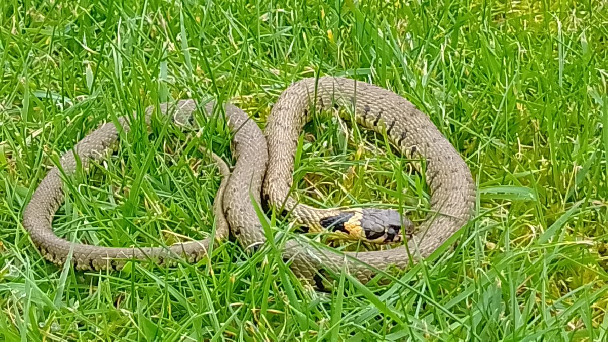 Exciting finds @Peterhouse_Cam this week: no sooner do we start rehabilitating the fen ditch than we have a sighting of a kingfisher, and today the first grass snake for 10 years