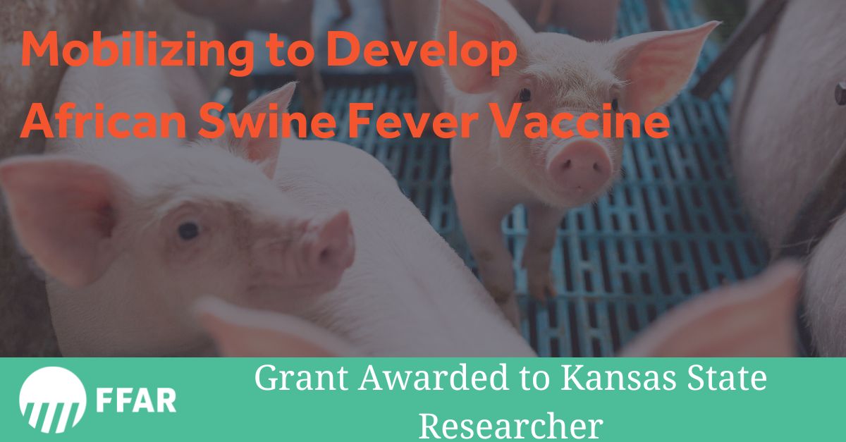 FFAR awarded @KState's Waithaka Mwangi a $1M Seeding Solutions grant to develop a vaccine to protect millions of U.S. pigs from deadly African Swine Fever Virus. @AgisAmerica @Elanco @KSUCVM @APLU_Ag