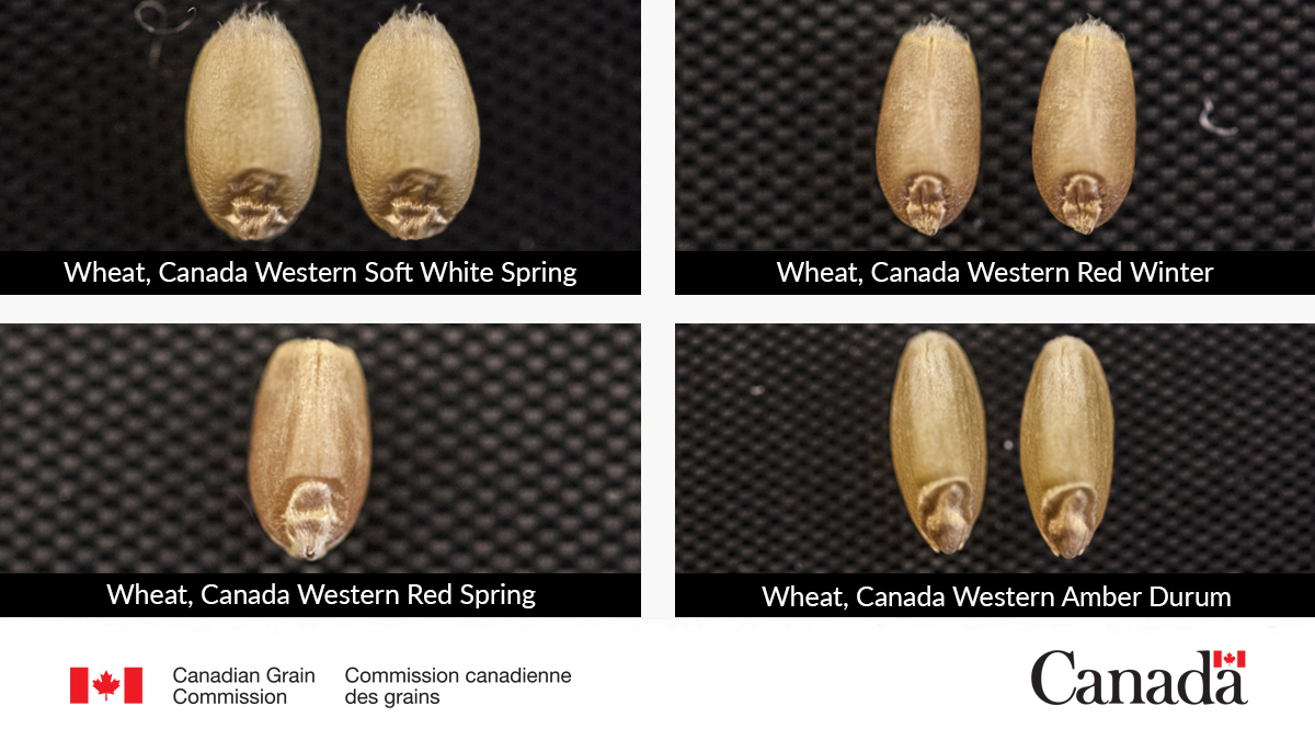 Our variety designation lists help #CdnAg producers and grain handlers identify which varieties are eligible for a grade within a class. Check out our lists: ow.ly/y6TJ50R9FBe