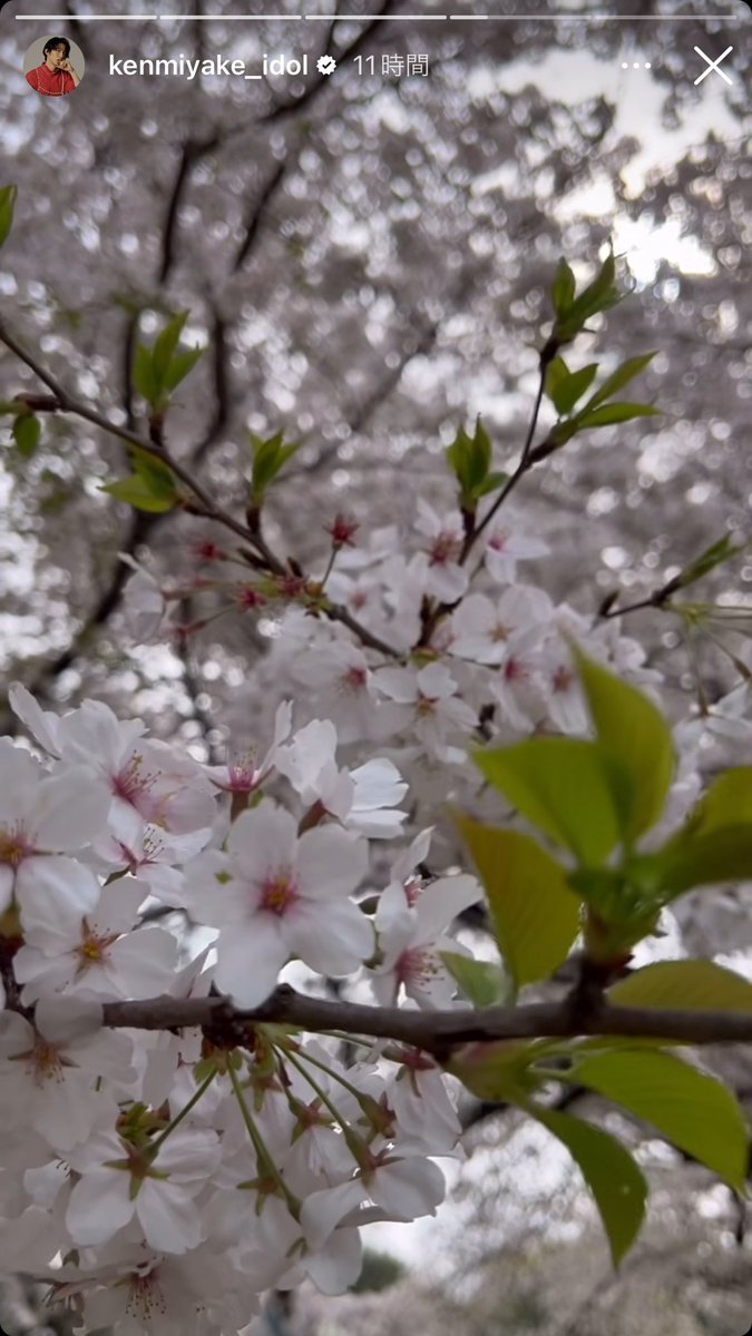 時差だけど健くんストーリー更新ありがとうございます✨
健くんが見た美しい桜🌸と美しい鳥のさえずりをシェアしてくれて嬉しいです🥰
同じ景色を観られて、同じ音を聴くことができて幸せです🧡

#瞬間電報健
#三宅健