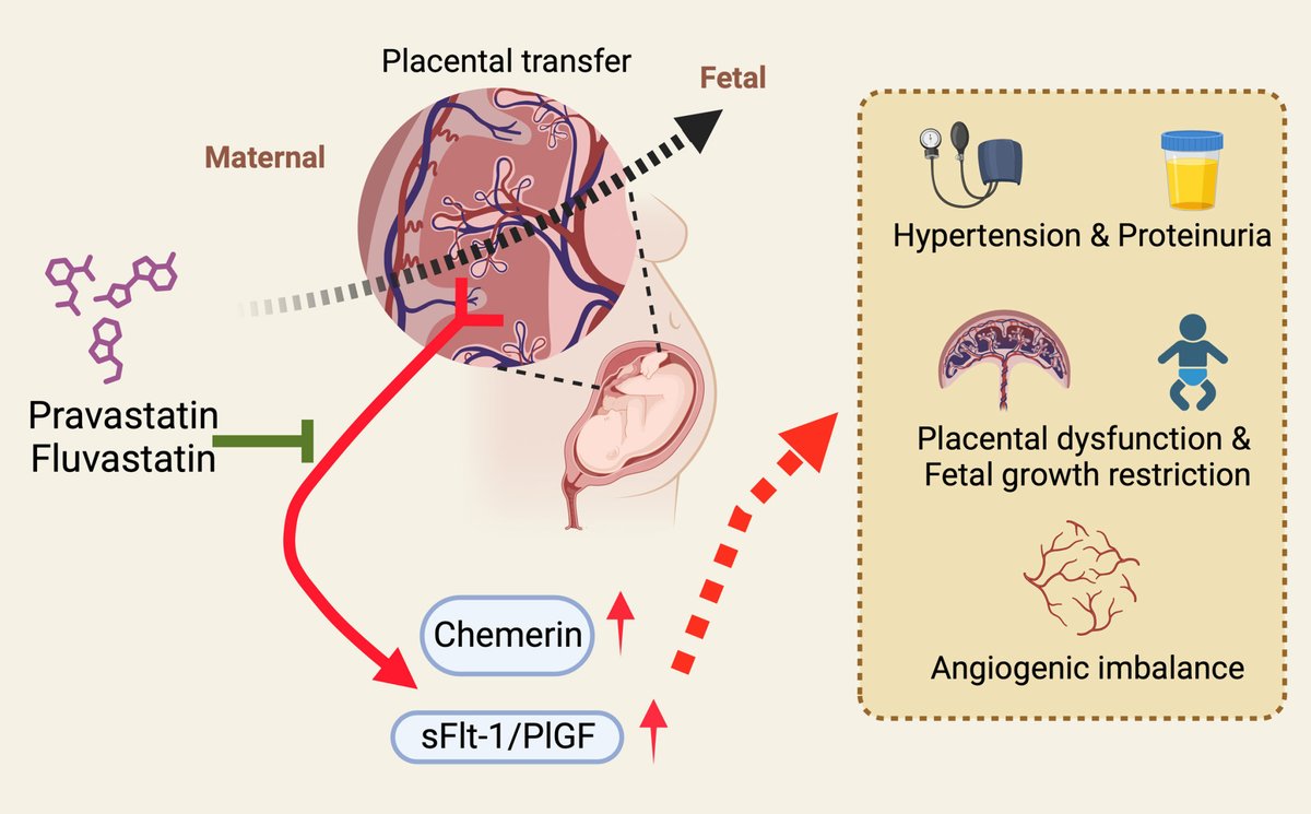 Statins prevent the deleterious consequences of placental chemerin upregulation in preeclampsia <a href="/tlb965/">Aaron</a> <a href="/edwyncruz/">Edwyn Cruz</a>

ahajournals.org/doi/10.1161/HY…