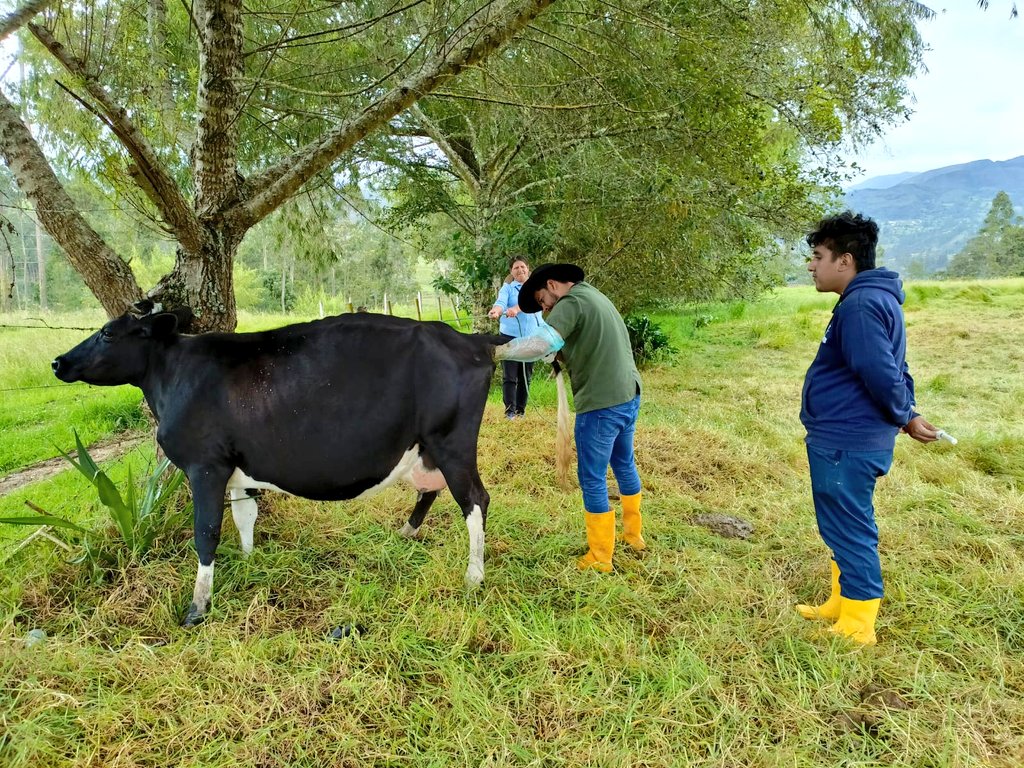 Agricultura_CZ7's tweet photo. #Loja | Se realiza desparasitación y vitaminización en bovinos en la parroquia Urdaneta, del cantón #Saraguro 📍el propósito es mantener a los bovinos libres de infecciones parasitarias y enfermedades, y a su vez mejora la producción de la leche. https://t.co/WKj2RWKiiY