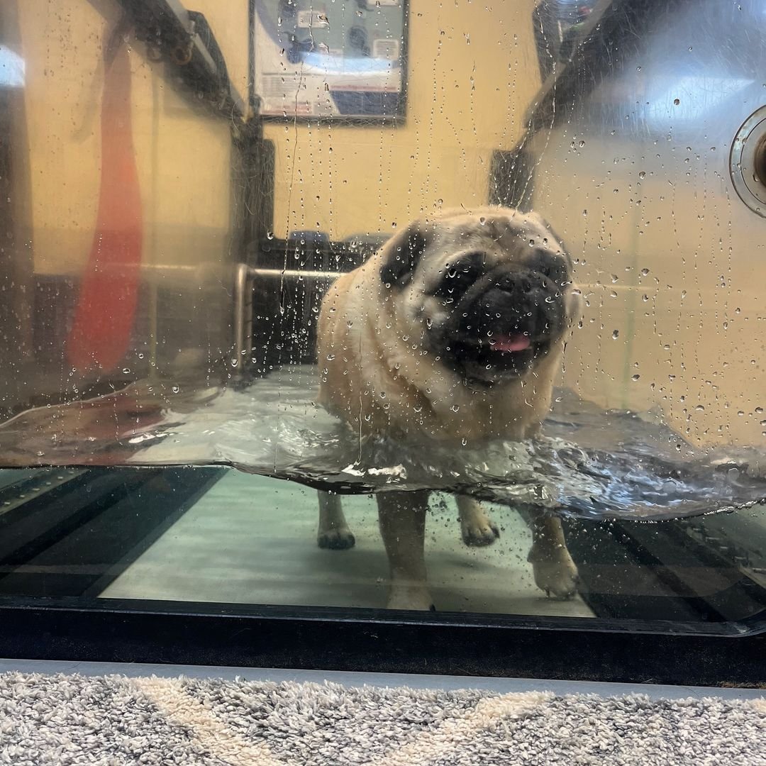 The happiest boy working hard in Aqua therapy!! 💦 🐾🐶
#pug#pugdog#puglover#puglia