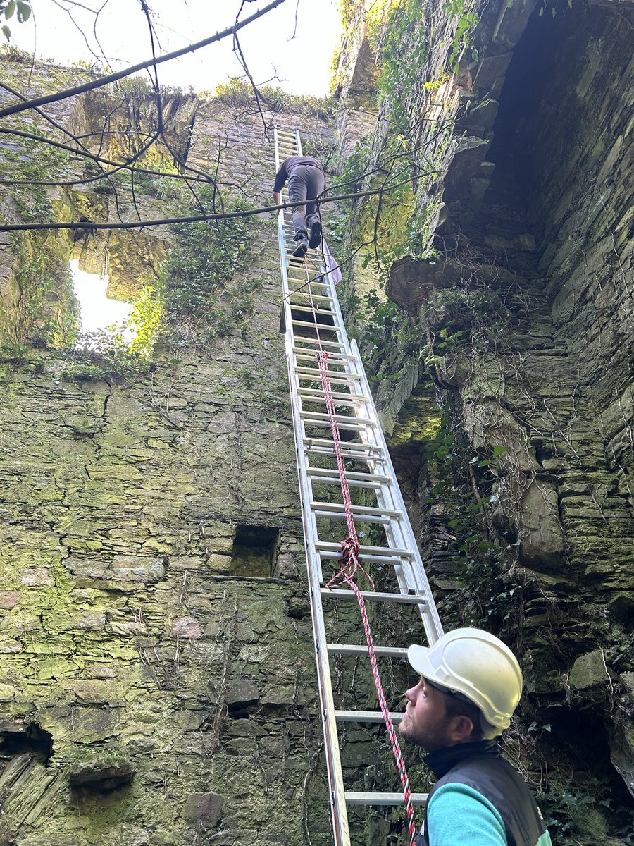 A decent gap in bad weather yesterday meant the team could get out and ring another Raven nest in an abandoned towerhouse. The biggest brood of the year so far with 4 chicks. At over 1kg each they are the biggest passerine in the world @_BTO @NPWSIreland @BirdWatchIE @_EURING