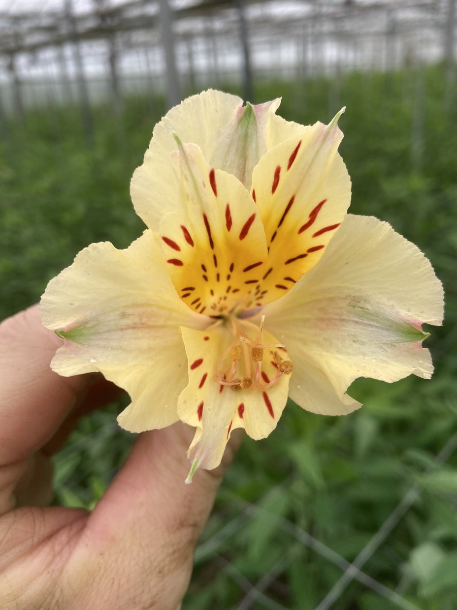 👋Here’s ‘Belinda’ to welcome you to another week of flower power! ‘Belinda’ a gorgeous pale yellow variety we grow. We have a full colour range all year round🌼#gardens #GardeningX #GardeningTwitter #GardenersWorld #flowerpower #britishflowersrock #britishflowers #alstroemeria