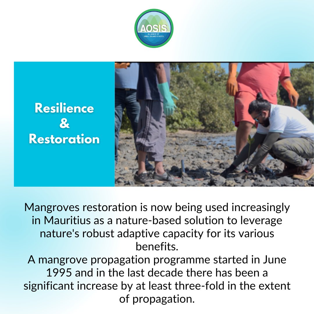 1) Ahead of #SIDS4, we shine our #SIDSSpotlight on #Mauritius.
#sealevelrise from #climatechange is increasing.
#Mangroves restoration in🇲🇺is being used as a nature-based solution to leverage nature's robust adaptive capacity for its various benefits.

Stay tuned to learn more!