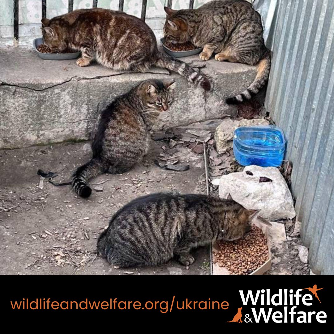 Thanks to your generosity, volunteers in Odessa have been filling up their cars with bags of our food to distribute to homeless pets.

Help get more food to abandoned animals in Ukraine > wildlifeandwelfare.org/donate

#UkraineWar #UkraineAnimals #WarAnimals #AnimalsInConflict