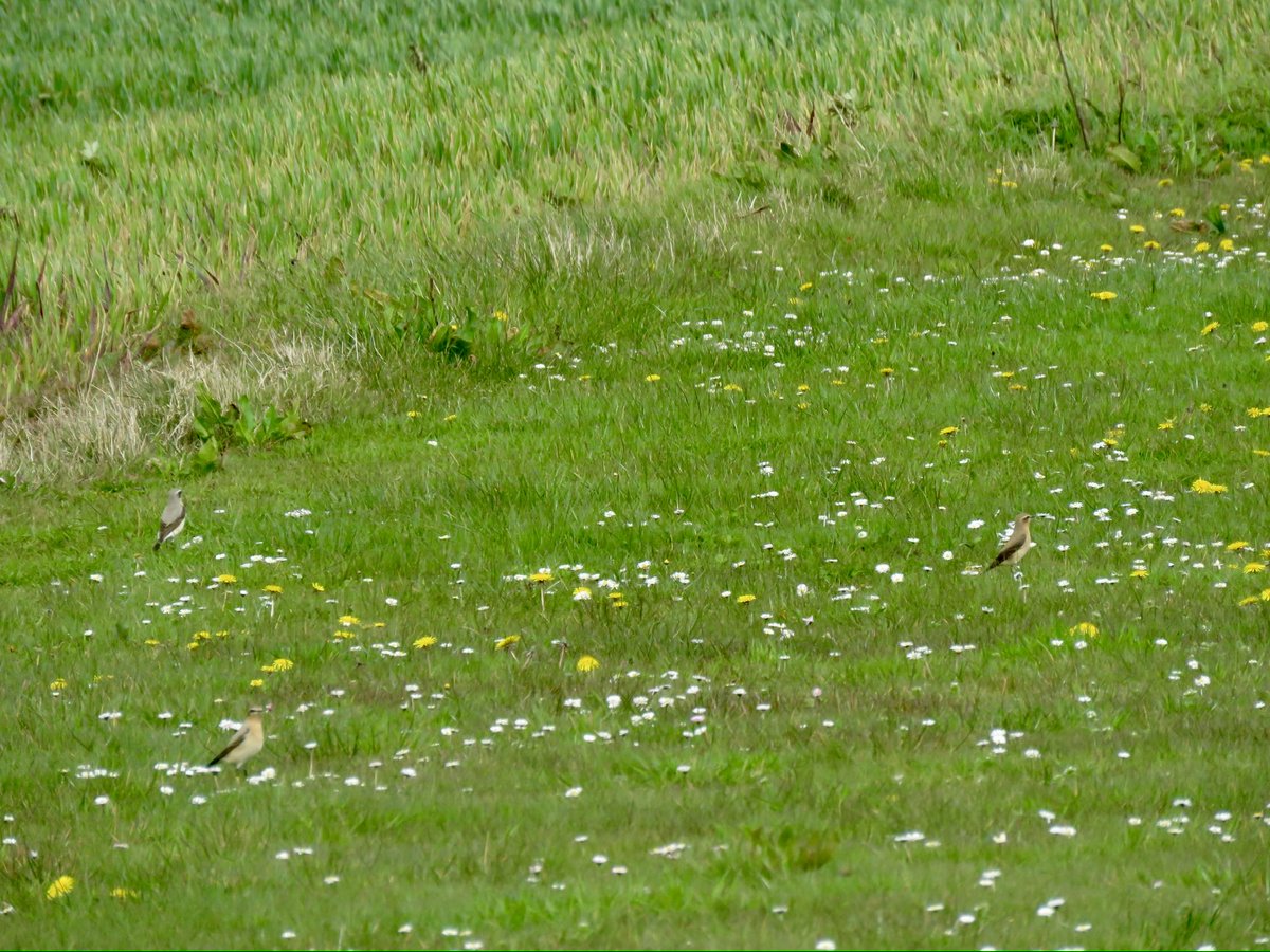 The afternoon dog walk failed to turn up any Redstarts or ouzels but I did find my first Whitethroat this year & 3 Wheatear on the ridge above London Colney, St Albans. @Hertsbirds #hertsbirds