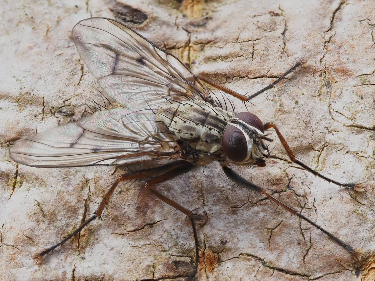 Phaonia fuscata starting to appear now on tree trunks...an attractive, long-legged and rather skittish muscid. @ynuorg @DipteristsForum