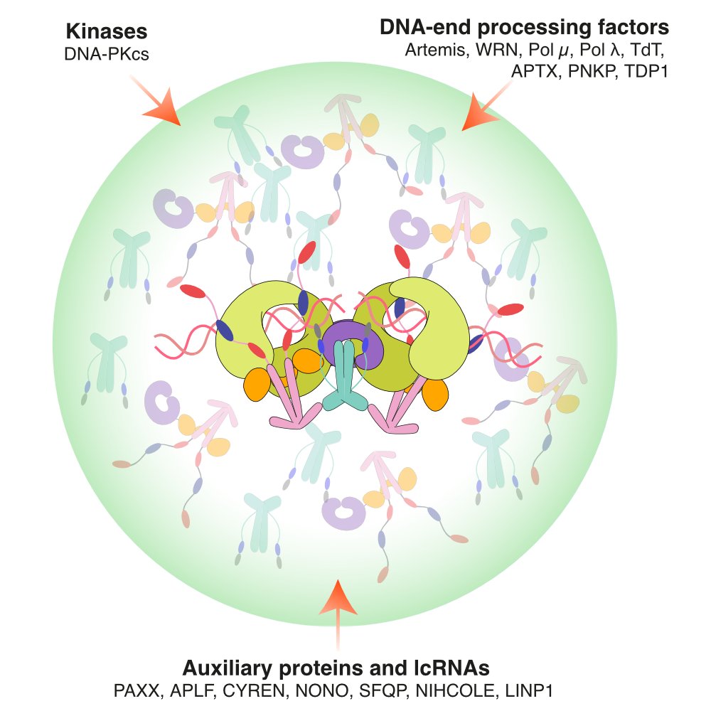We have a PhD fellowship available in the group to work on the role of protein disorder in the repair of DNA double-strand breaks by NHEJ. If you like IDPs, NMR, LLPS, DNA repair, join us! 
Details on how to apply here: euraxess.ec.europa.eu/jobs/211989
DM if you have questions.