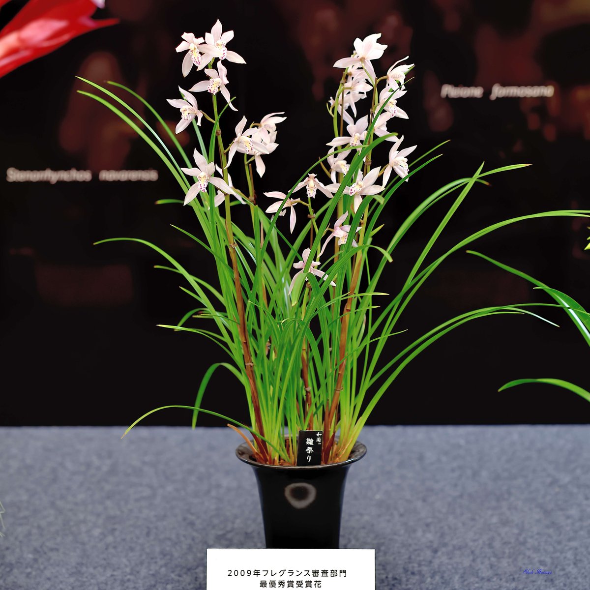 Cym. Enzan Fine
 'Hinamatsuri'
シンビジューム エンザン ファイン
 ‘雛祭り’ 

1/2
Cymbidium(Cym.)
#世界らん展2024 #世界らん展 
#Orchids #flowers #orchidshare