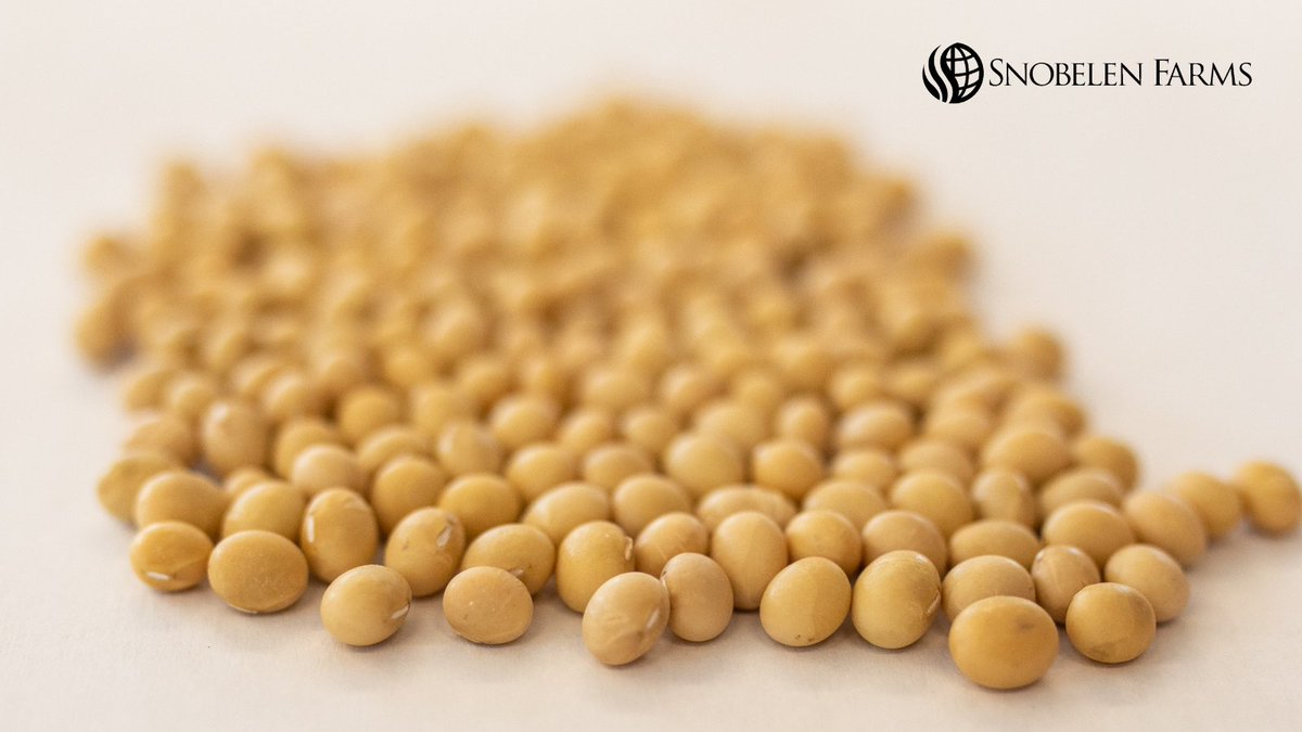 SnobelenGrain's tweet photo. Along with our own varieties, we partner with @SeCan, @syngentacanada and @NKSeeds to offer your farm superior genetics, high performance and seed treatment choices.
#SnobelenSeeds #QualityWithoutCompromise https://t.co/ILTaETyjal