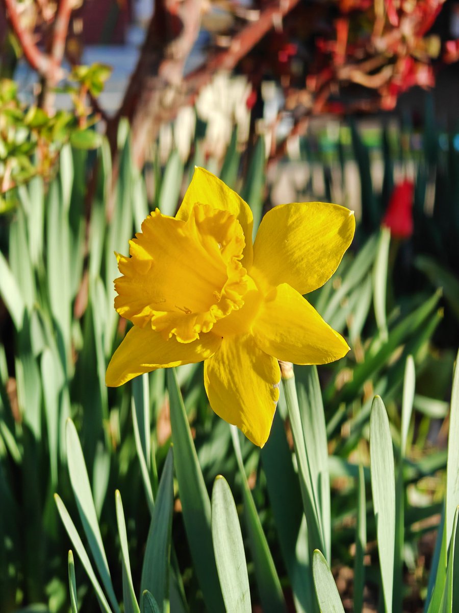 Spring is in full bloom 🌷 

📸 OnePlus Open

#ShotonOnePlus 
#OnePlusOpen 
#ShotOnSnapdragon