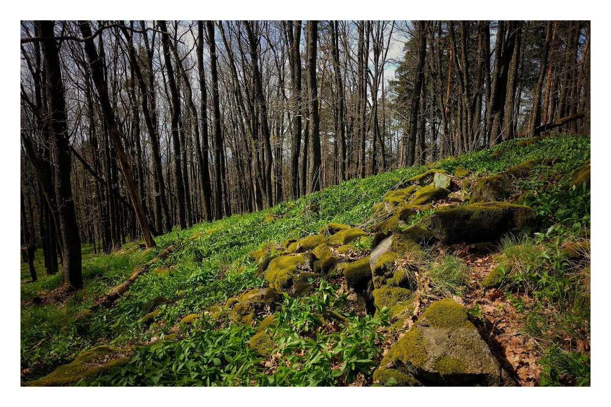 Paths among the trees Part 5

#photography
#traveldiary
#NatureBeauty
#mountainphotography
#Sudety
#LowerSilesia
#WzgórzaKiełczyńskie 
#Ślęża
#travelphotography
#NaturePhotography
