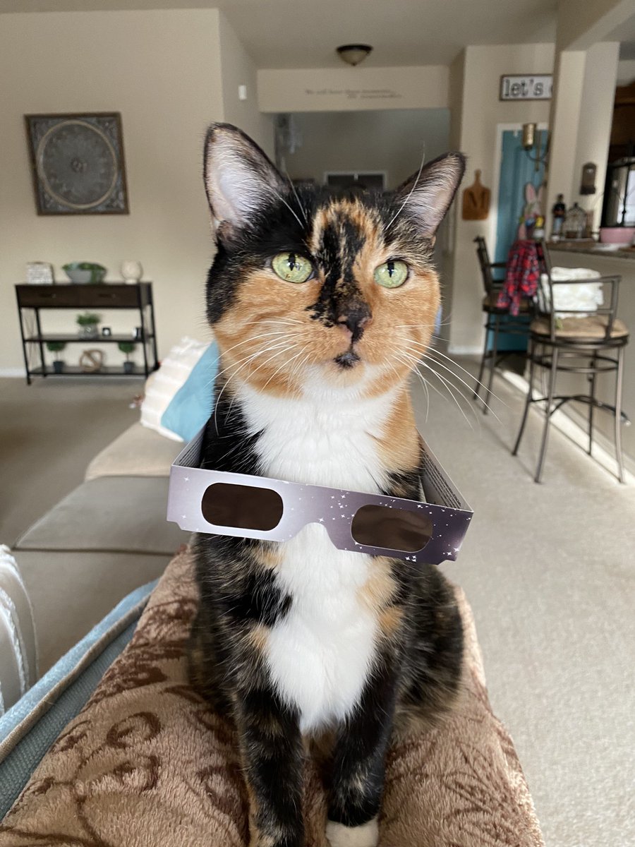 I’m getting ready for the #Eclipse #Texas #CatsOfTwitter