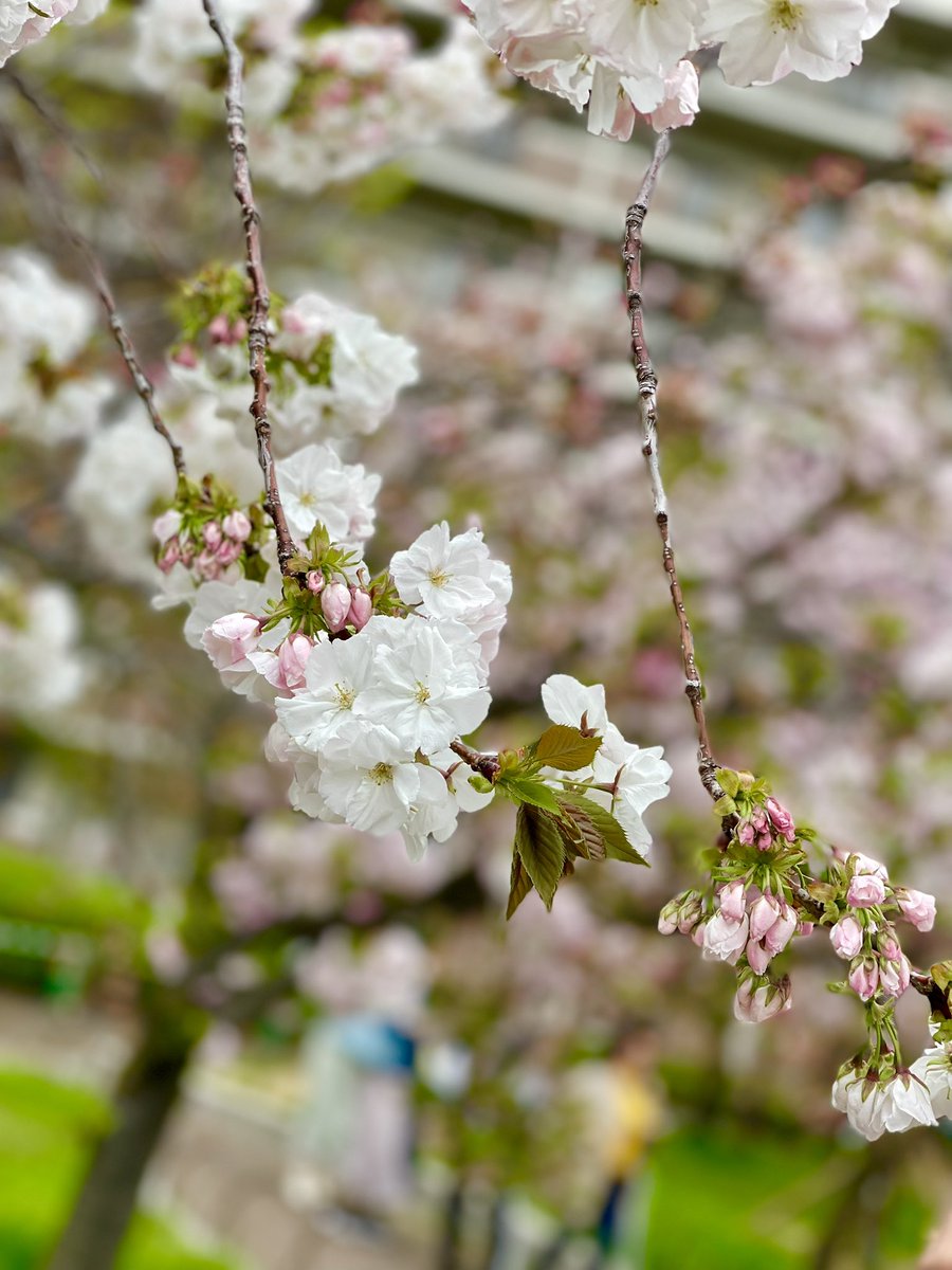 kirippe21's tweet photo. 今日の花見 https://t.co/dol0FbqVqk