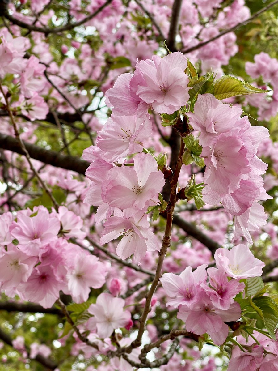 kirippe21's tweet photo. 今日の花見 https://t.co/dol0FbqVqk