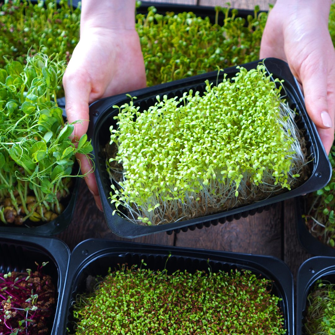 Earth Week at the CORE! Stop by the garden display April 9 to 11 to check out Super Donkey Acres Pop Up Shop! Super Donkey specializes in fresh grown microgreens and freeze dried goods sourced from local farmers! Visit bit.ly/4aLVQ6T to learn more. #FindYourselfDowntown