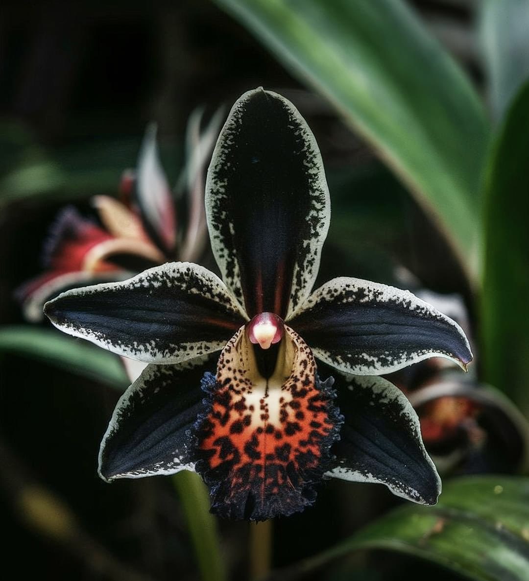 TheFlowerShow's tweet photo. Celebrating #Eclipse2024 in no better way then with this dark orchid 🦇
Monster of the night . https://t.co/7PBDn1K5oH