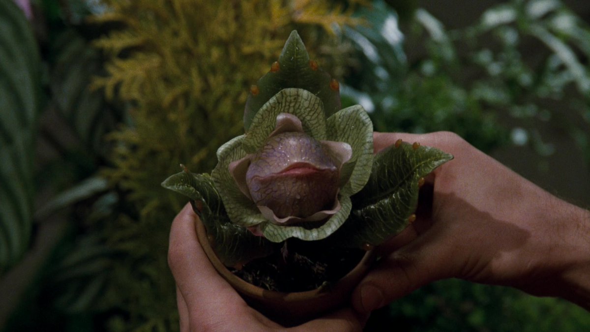 Happy #solareclipse day! ☀️🌑 If you aren't lucky enough to catch the total eclipse of the sun today, you can always stay in and watch a movie instead! Browse our Watch Now collection at ow.ly/fXsh50QZ6OU Image credit: 'Little Shop of Horrors' dir. Frank Oz 1986