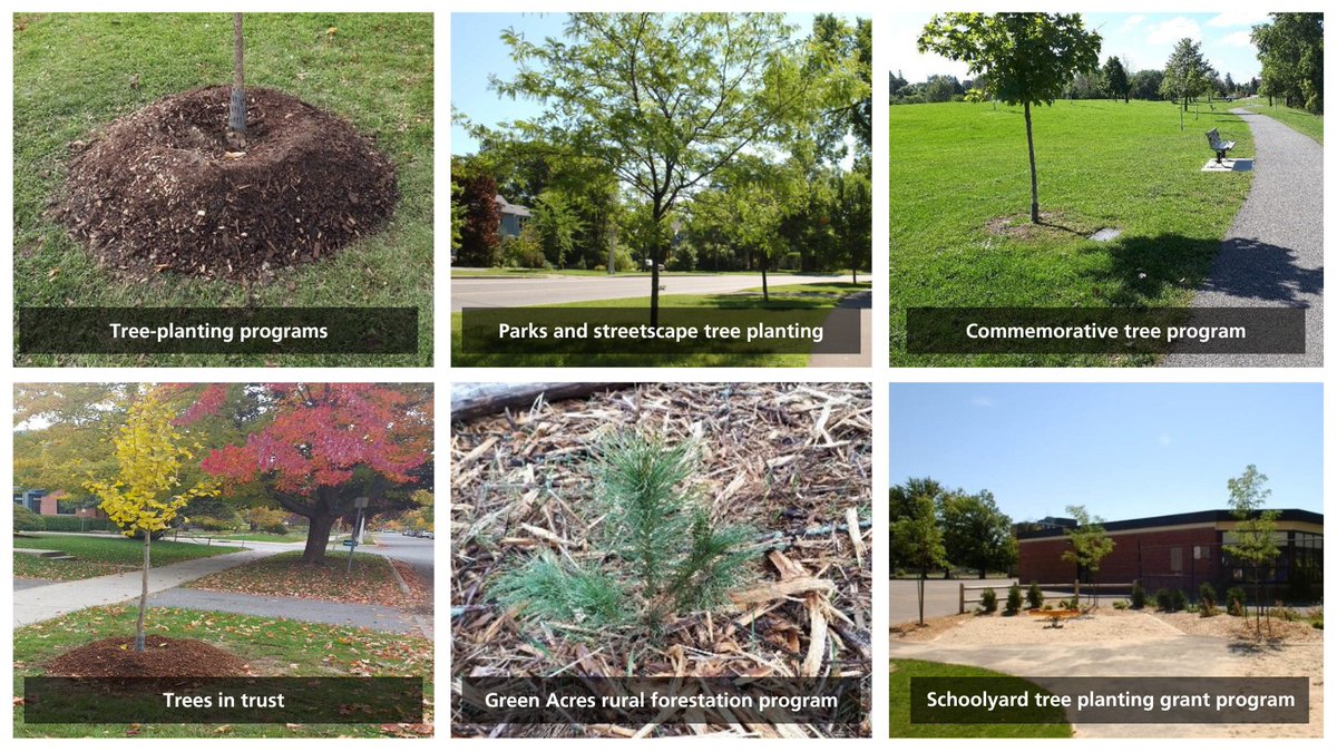 Through various programs #OttCity plants thousands of trees throughout the City every spring and fall. Take our survey to help shape the future of tree planting in Ottawa: bit.ly/4cLAE2x