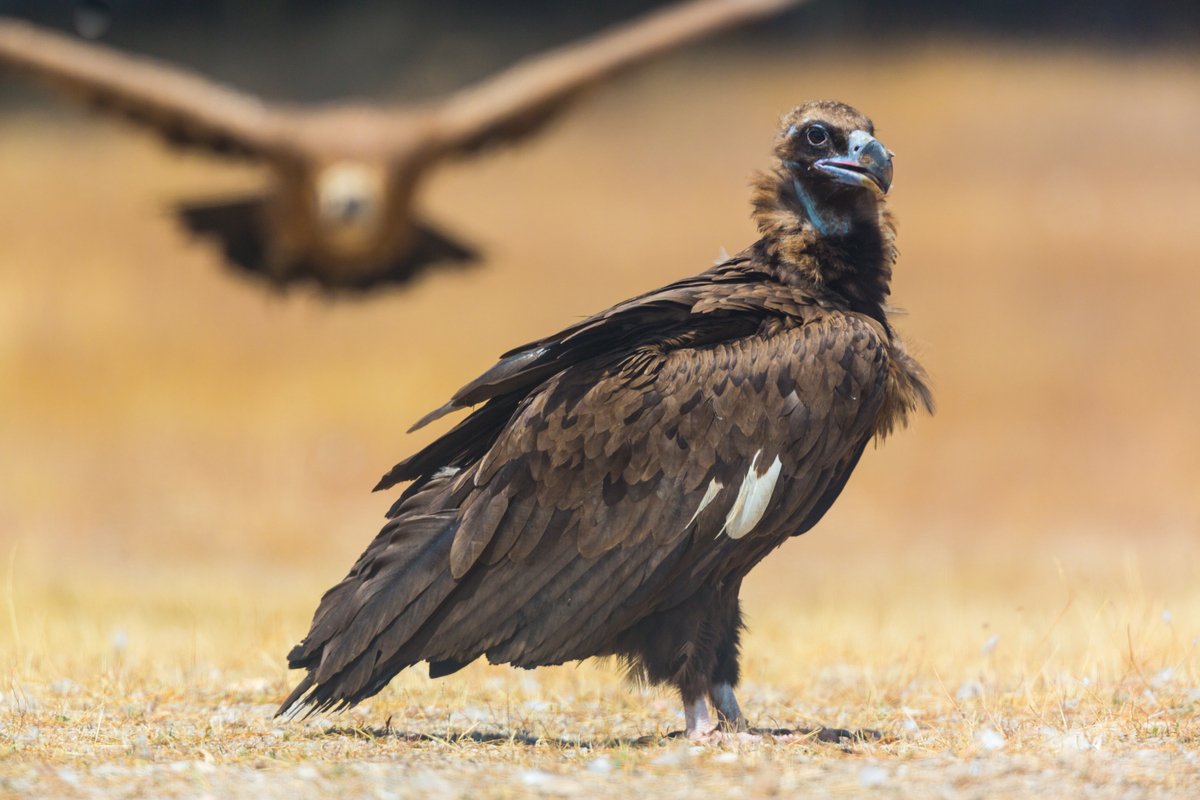 🦅 Spain's skies are welcoming back a majestic resident – the cinereous vulture! Learn how a @RewildingSpain_ reintroduction project is enriching ecosystems& safeguarding biodiversity in the Iberian Highlands. ➡️tinyurl.com/2792awk8 #ConservationOptimism @EndangeredLands