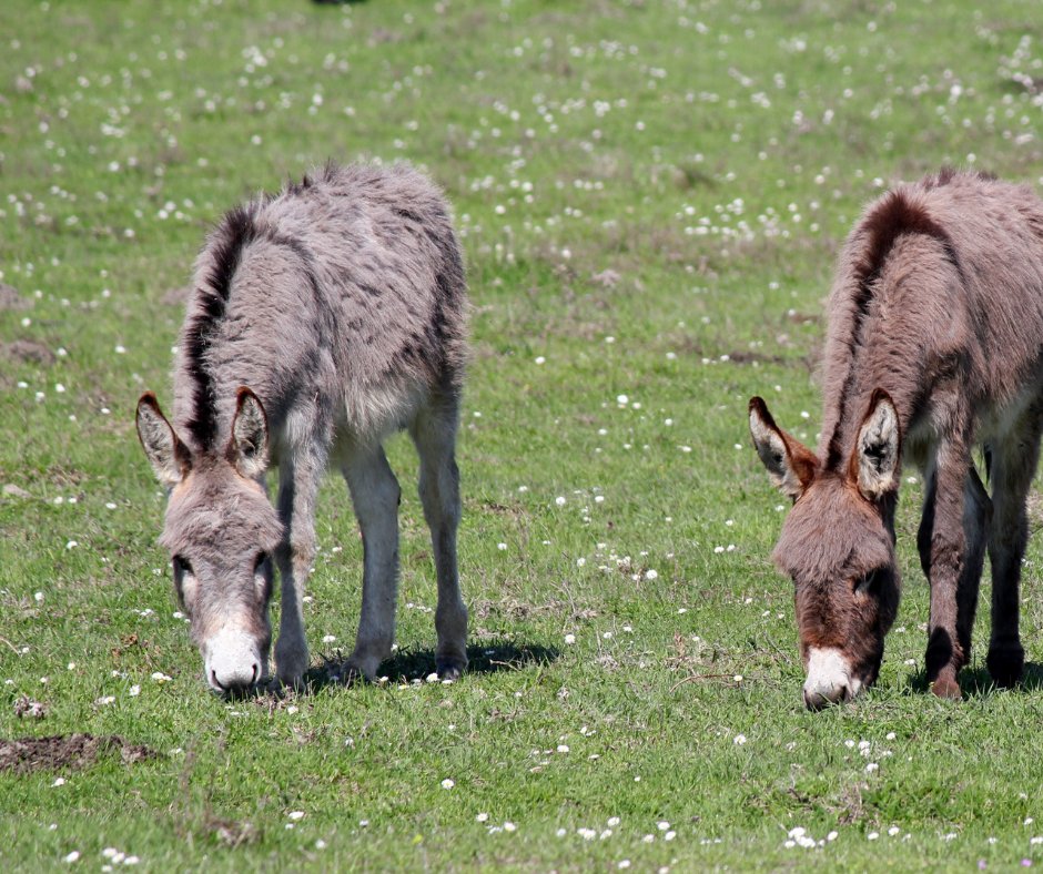 From braying to grazing, join us as we delve into the fascinating world of donkey behavior and care compared to their equine counterparts. 📌 Let's Talk Donkeys 🗓️ Wed. April 10 at noon EST Don't miss out on this free webinar! Register now: ow.ly/fF5Q50R5N9t
