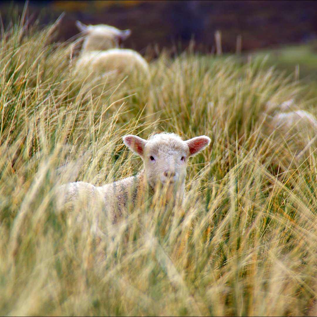 There are so many signs of spring and new life in the Lake District 🐑

Please be #LakeDistrictKind when exploring with your four legged friend as sheep and lambs can become distressed by the presence of dogs 🐾