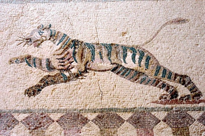A lovely tiger discovered at the House of Dionysos, a 2nd century villa from the Roman period in Nea Paphos, Cyprus.
Detail of a hunting scene mosaic, late second- early third century AD.  hist-etnol.livejournal.com/3615738.html #MosaicMonday