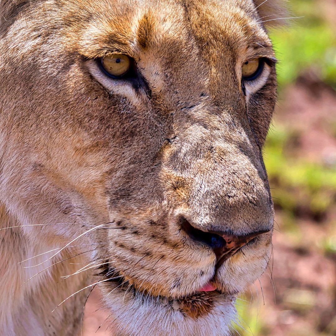 🦁Big news from South Africa! Last week South Africa’s Cabinet took a groundbreaking step by approving policies to end intensive lion breeding and the captive breeding of rhinos for commercial purposes. This decision follows years of discussions and consultations and marks a…