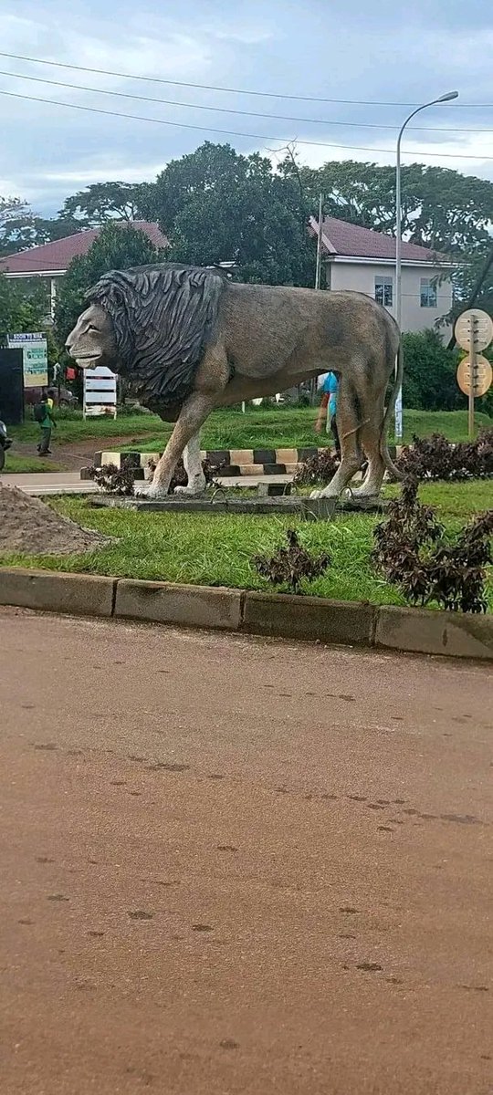 Jokes aside, this lion looks like it doesn't want to be a lion anymore. 😆😆😆