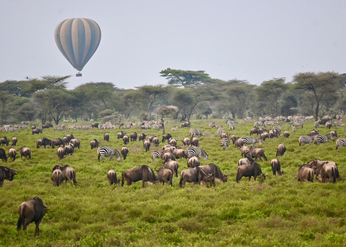 Going on safari in Tanzania feels like a walk-on role in the live action version of the Lion King, though we'd caution against picking up a lion cub and displaying it as royalty. Roar on over to the full itinerary here: outadventures.com/gay-tours/tanz… 🇹🇿