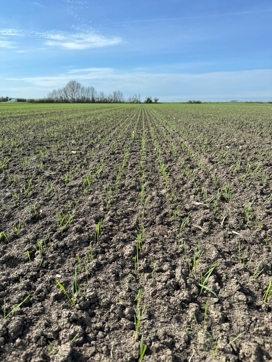 Belle levée de ce #bledur semé le 20 mars dernier dans l'une de nos plateformes expérimentales du #maraispoitevin. Comme en 2020, il a fallu être patient ! 🌾🌾