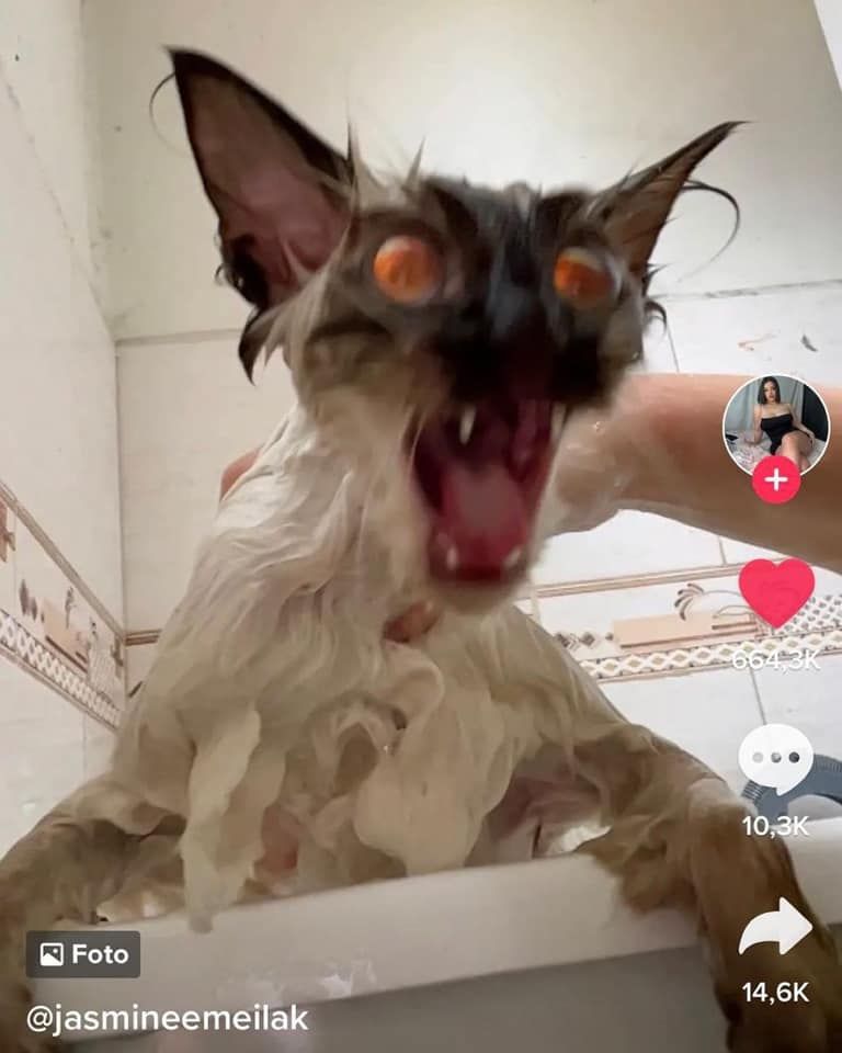 ShouldHaveCat's tweet photo. https://t.co/e6MlGQ3BGZ