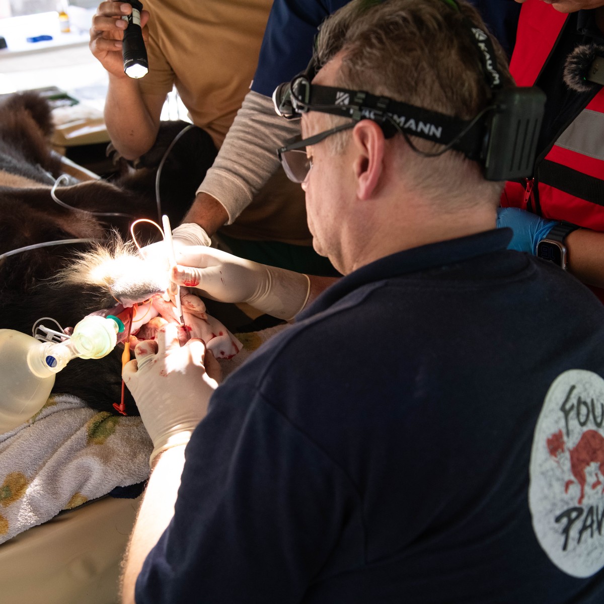 fourpawsint's tweet photo. The FOUR PAWS team has been working tirelessly in Islamabad, collaborating with the IWMB team to provide live-saving veterinary care for the eight resident bears. This includes examinations, vaccinations, and removing a painful nose ring. All bears are recovering well. https://t.co/XqWx4uMivb