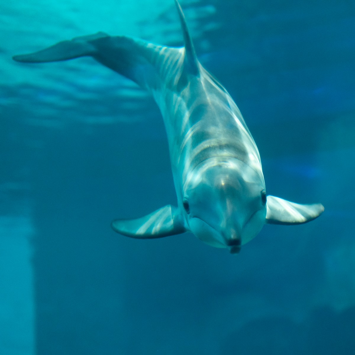 Our dolphins before the eclipse…during the eclipse…and after the eclipse! Visit Clearwater Marine Aquarium today for stunning eclipse views! We’ll be handing out complimentary eclipse glasses, while supplies last! Maximum viewing of the eclipse will occur at 3pm.