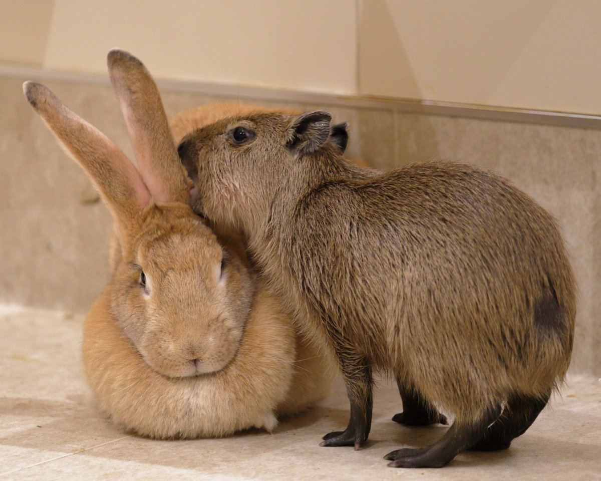 listening? #capybara 
#カピバラ #アニタッチ #ららぽーと #名古屋 みなとアクルス