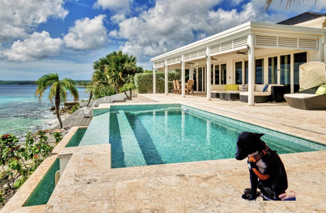 Made It Out The Trenches ☀️🐶

$Zeus