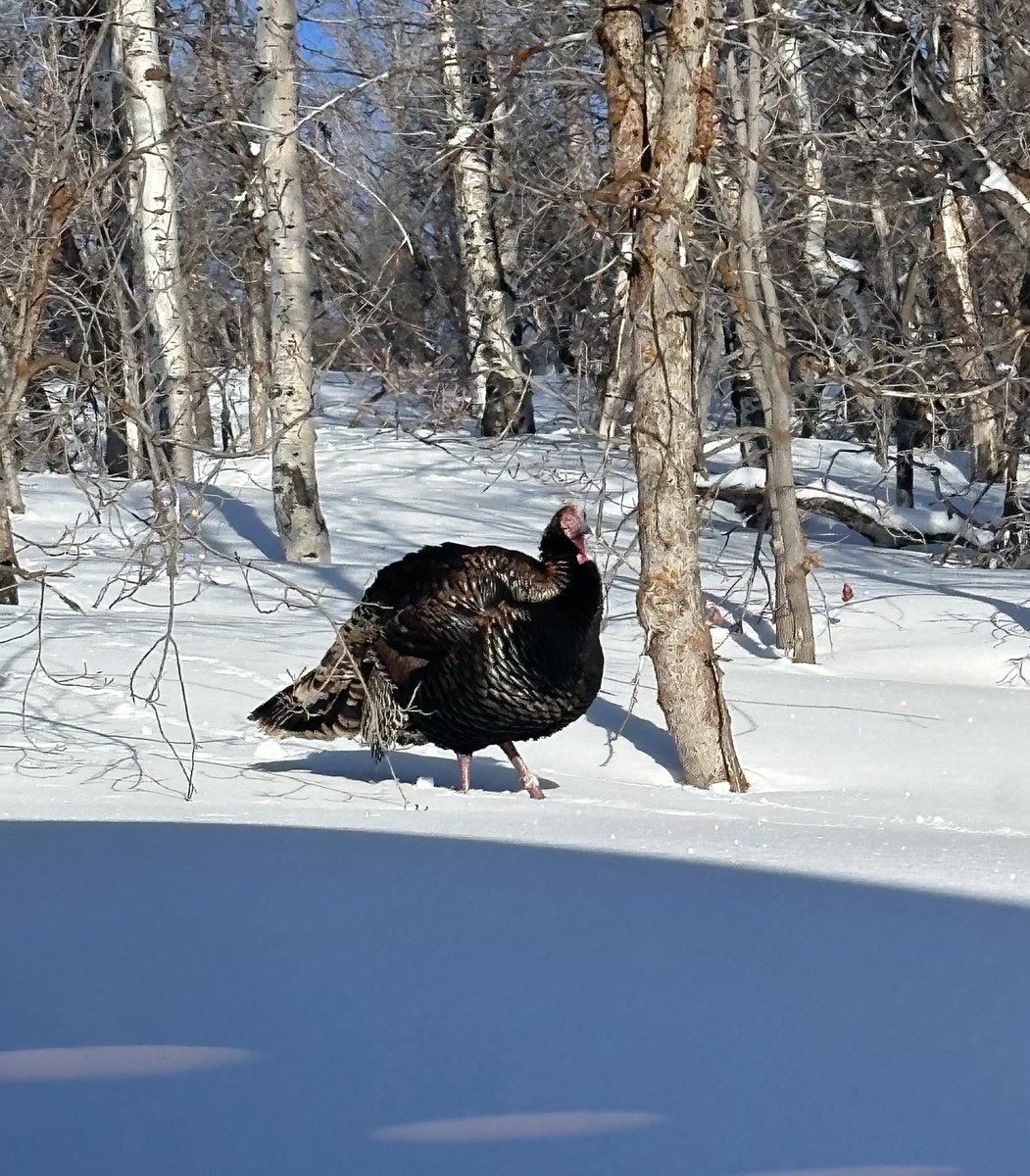 Good looking turkey in the back yard today. #wildlife #parkcity #utah